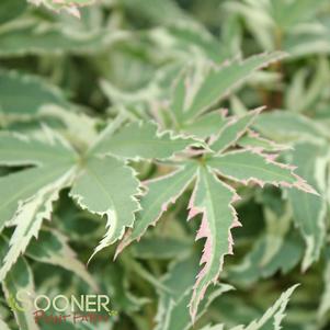 BUTTERFLY UPRIGHT JAPANESE MAPLE