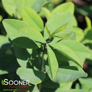 SUNNY MORNING PRAIRIEBLUES® FALSE INDIGO