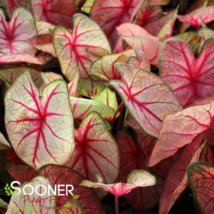 WHITE QUEEN CALADIUM