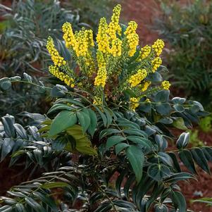 MARVEL MAHONIA