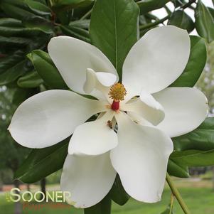 SOUTHERN MAGNOLIA