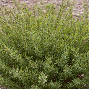 DWARF BLUE ARCTIC WILLOW