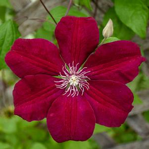 ROUGE CARDINAL CLEMATIS