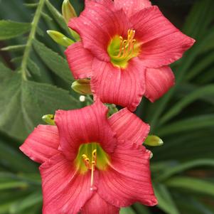 LITTLE BUSINESS DAYLILY