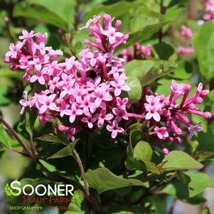 FLOWERFESTA® PINK DWARF LILAC