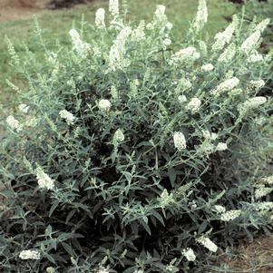 SILVER FROST BUTTERFLY BUSH