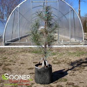 WHITE MOUNTAIN EASTERN WHITE PINE