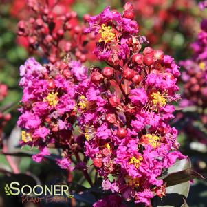 ENDURING SUMMER™ LAVENDER CRAPEMYRTLE