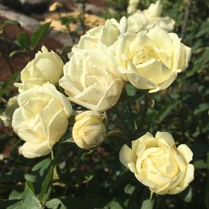 THE CHAMPION™ IVORY ROSE