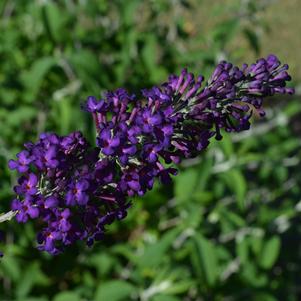 GROOVY GRAPE™ BUTTERFLY BUSH