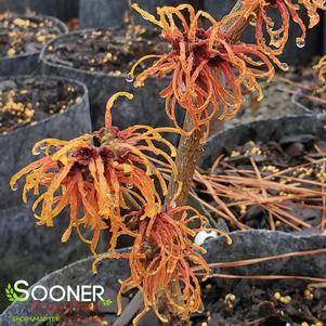 JELENA WITCH HAZEL