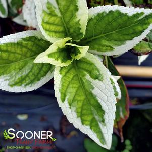 MARIESII VARIEGATED HYDRANGEA