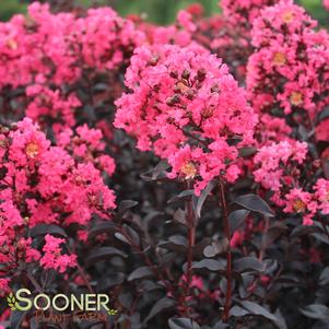 MIDNIGHT MAGIC™ CRAPEMYRTLE