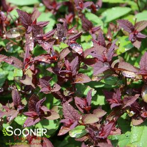 DOUBLE PLAY® RED SPIRAEA