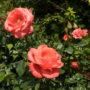 MARMALADE SKIES™ FLORIBUNDA ROSE