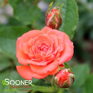 SUNBLAZE® SALMON MINIATURE ROSE