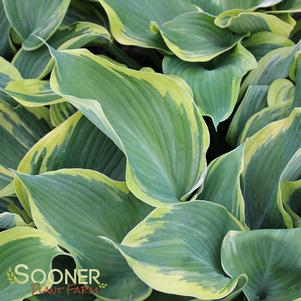 EARTH ANGEL HOSTA