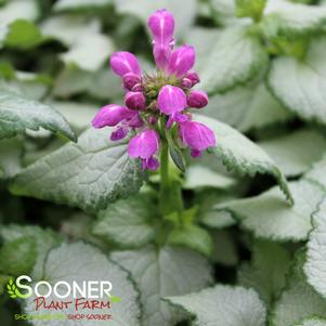 BEACON SILVER SPOTTED DEADNETTLE