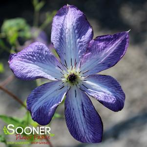 VITICELLA VENOSA VIOLACEA CLEMATIS