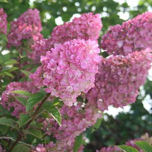 STRAWBERRY SUNDAE® HYDRANGEA