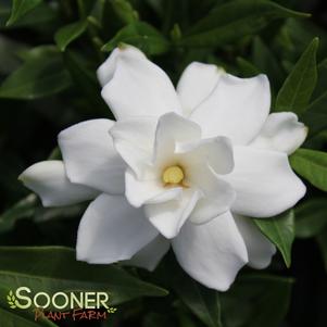 FROST PROOF GARDENIA