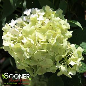 LITTLE HOTTIE® HYDRANGEA