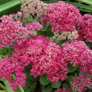 CLASS ACT SEDUM