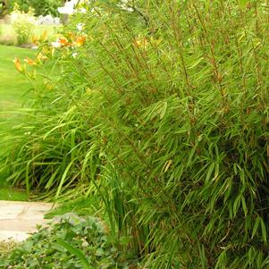 RUFA CLUMPING BAMBOO