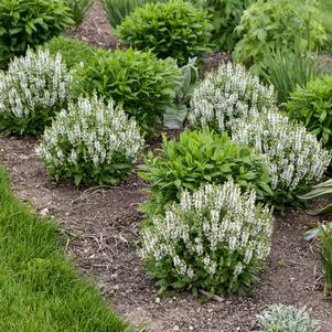 BUMBLESNOW MEADOW SAGE