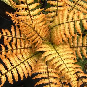 JURASSIC GOLD FERN