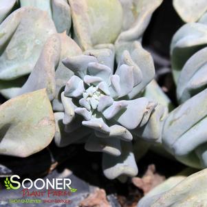 TOPSY TURVY ECHEVERIA