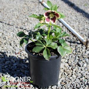 HONEYMOON® ROMANTIC GETAWAY LENTEN ROSE