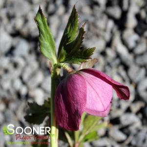 SUNSHINE SELECTIONS LENTEN ROSE