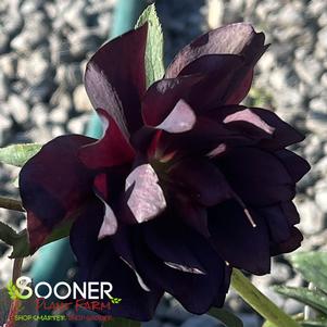 ONYX ODYSSEY WINTER JEWELS™ LENTEN ROSE