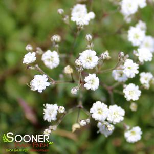 SUMMER SPARKLES® BABY'S BREATH