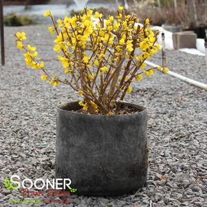 SHOW OFF® FORSYTHIA