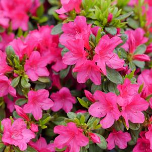 PERFECTO MUNDO® FUCHSIA CARPET™ AZALEA