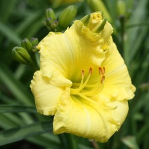 MONTEGO MELON™ KOKOMO™ DAYLILY