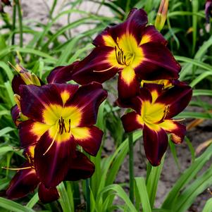 PERSIAN RUBY DAYLILY