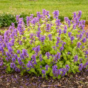 CHARTREUSE ON THE LOOSE CATMINT