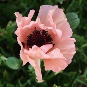 HELEN ELIZABETH ORIENTAL POPPY