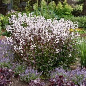 ONYX AND PEARLS BEARDTONGUE