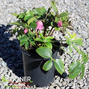 WEDDING PARTY® MAID OF HONOR LENTEN ROSE