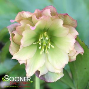 WEDDING PARTY® MOTHER OF THE BRIDE LENTEN ROSE