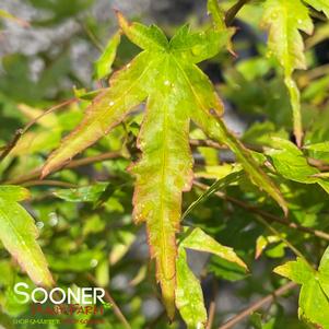 ABIGAIL ROSE DWARF UPRIGHT JAPANESE MAPLE