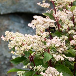 TORCH™ HYDRANGEA