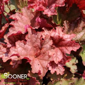 PRIMO® PEACHBERRY ICE CORAL BELLS