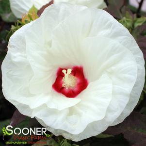 SUMMERIFIC® FRENCH VANILLA HARDY HIBISCUS