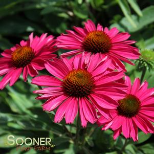 KISMET® RASPBERRY CONEFLOWER