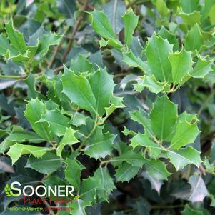 GREENLEAF AMERICAN HOLLY